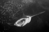 RMA 0027