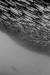 FSC 0001