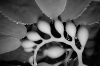 PGK 0003