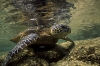 turtle4