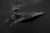 WHB 0001