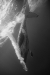 WHB 0033