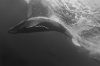 WHB 0073