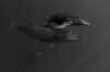 WHB 0077bw